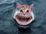 catshark.jpg