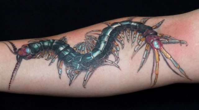 scolopendra tattoo took almost 7 hours (and yeah, i know its not a reptile)