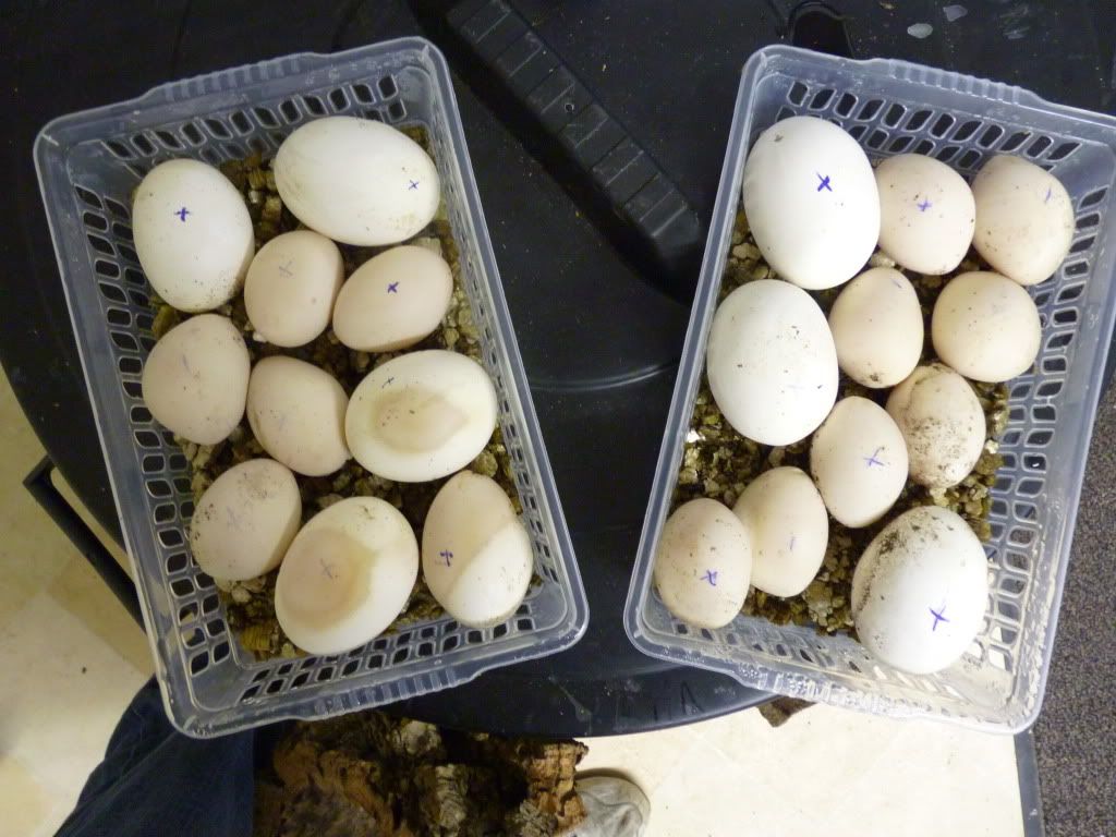 hybrid eggs! Reptile Forums