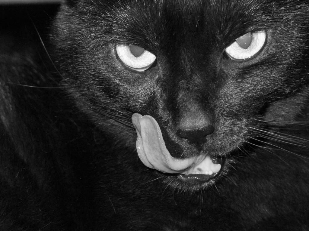 http://i285.photobucket.com/albums/ll59/fernandozenmaster/noticias/black-cat.jpg