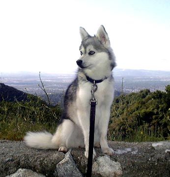 alaskan-klee-kai-0001.jpg