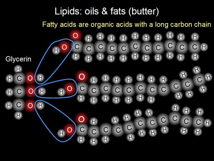 Lipids.jpg