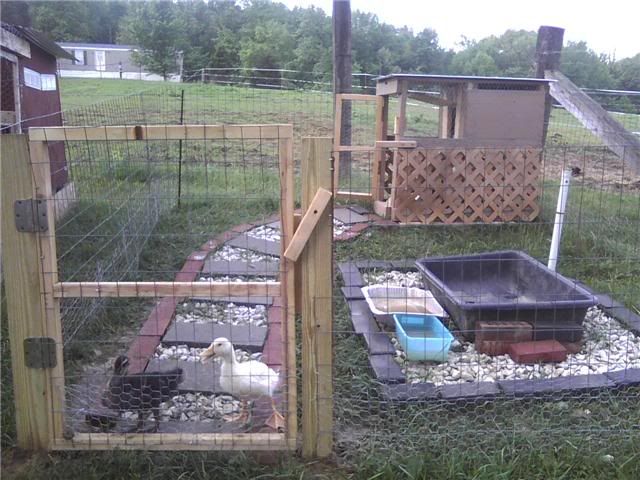 Duck Pens and Houses