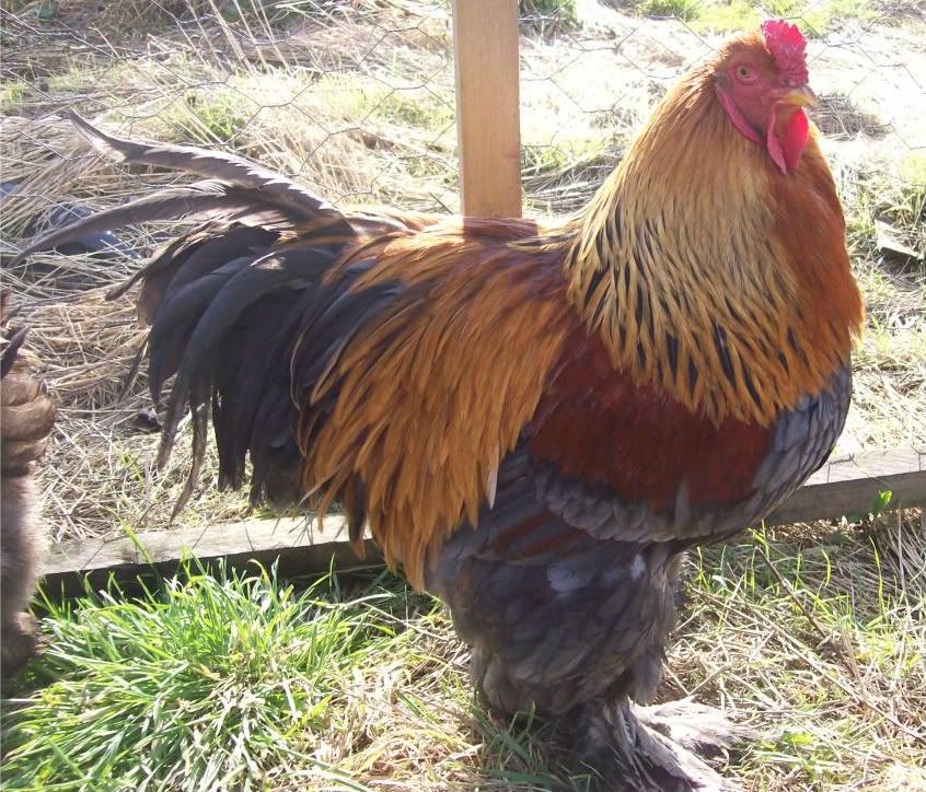 Partridge Brahma Chickens