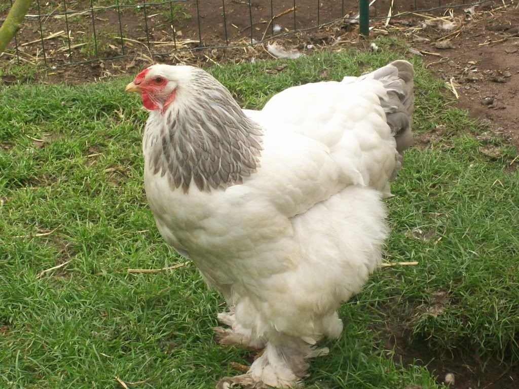 Bantam Breeds Pictures