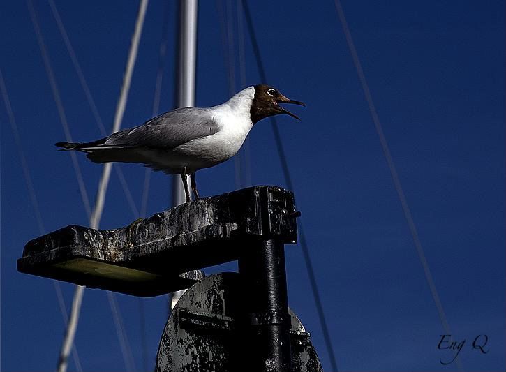 critters,seagull,photography