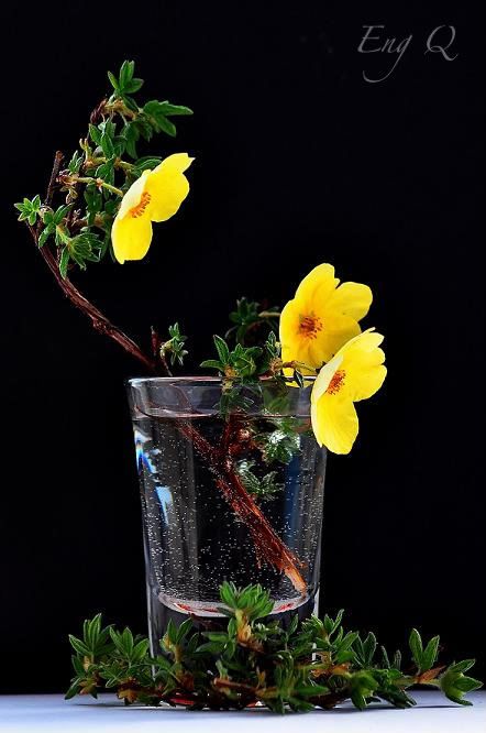 flowers,yellow,still life,photography