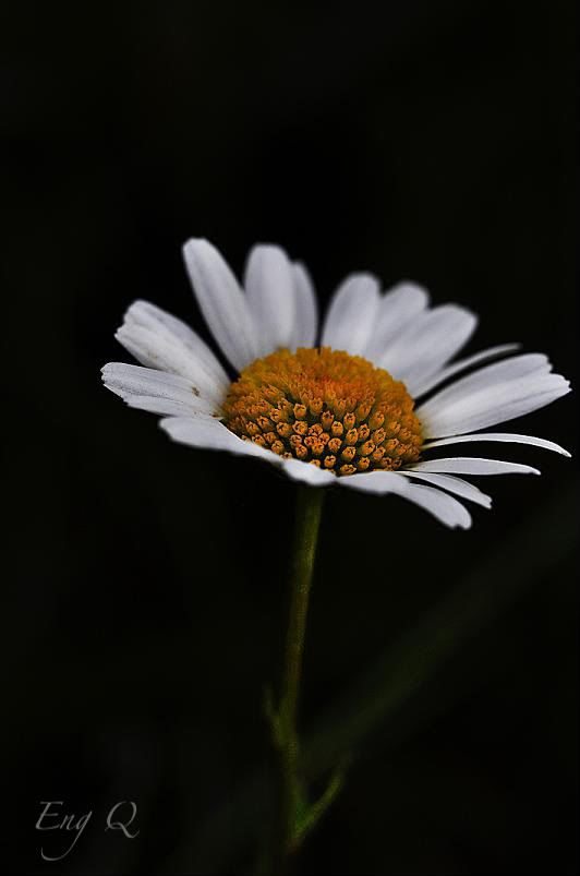 white flower,still life photography