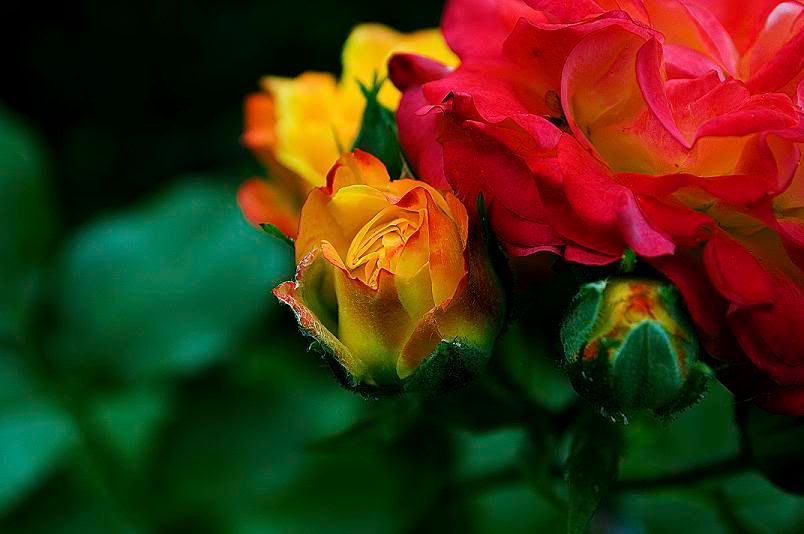 rose,pink,flower,still life