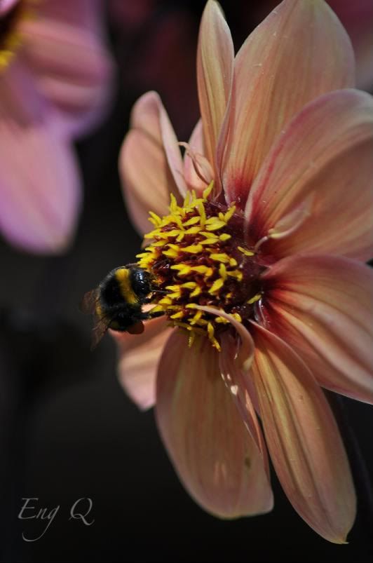 flower,bee,still life photography