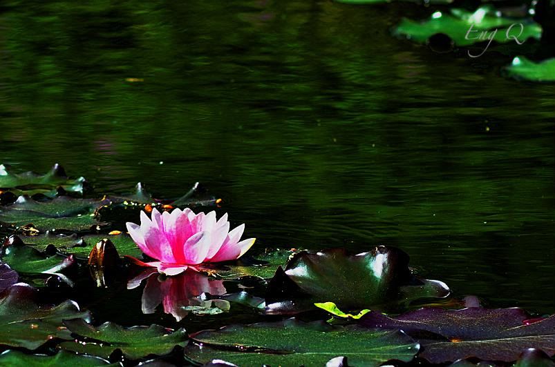 waterlilly,pond,still life photography