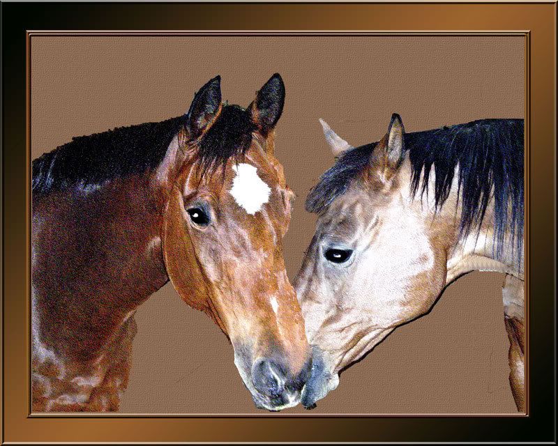 Two Horses for Web?t1237439085