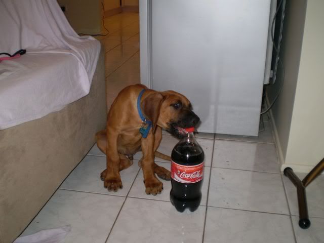 Coke1.jpg