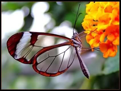 butterfly flowers