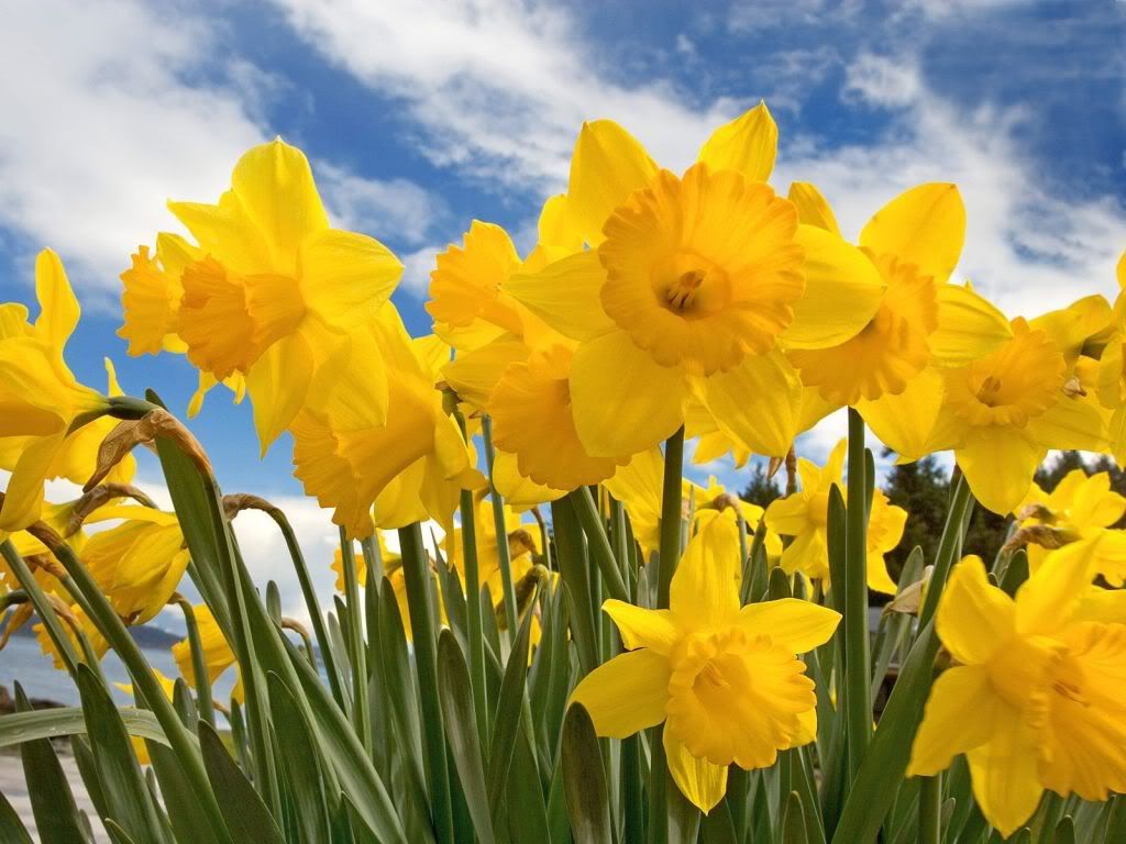 Daffodils Lexington Ky