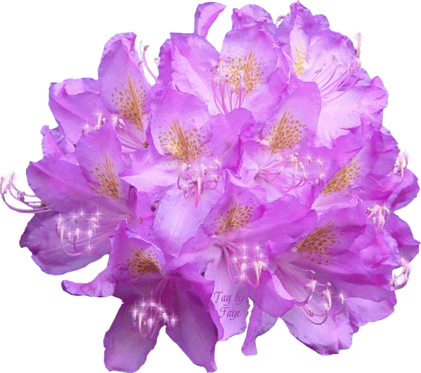 malva.gif lila picture by loisdelois