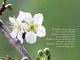 B-Friendship.jpg Friendship image by Jay-R080469