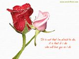 H-Rose.jpg Rose image by Jay-R080469