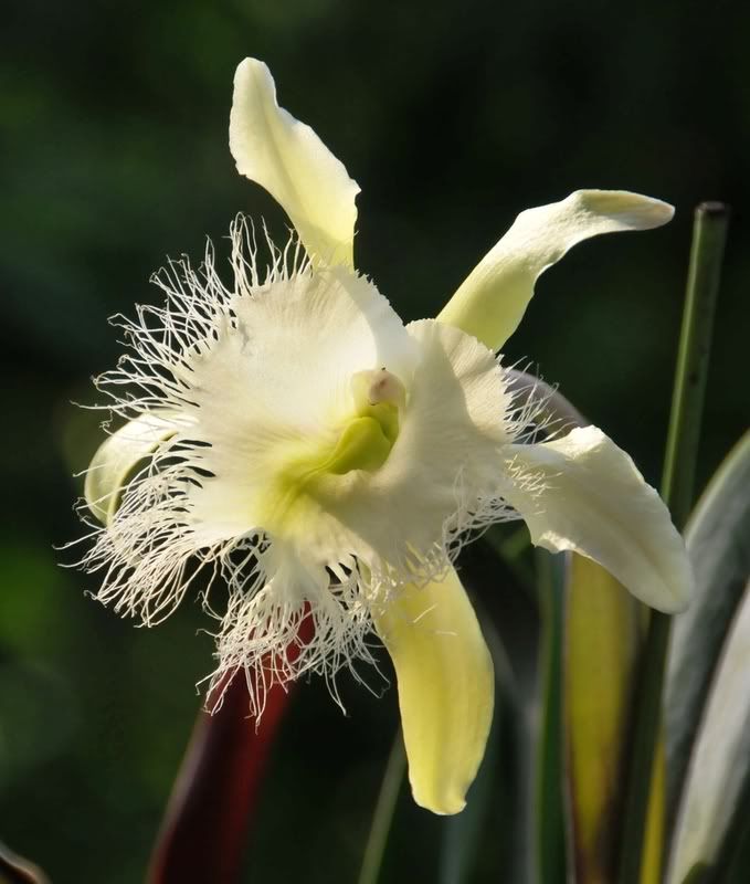 white orchid 2