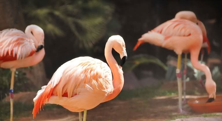 Flamingo D