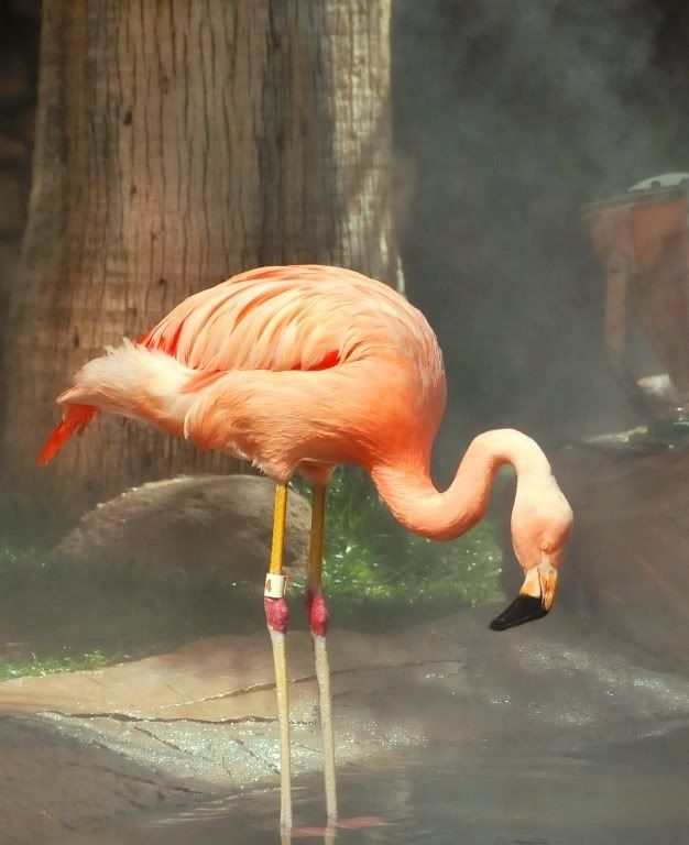 flamingo a