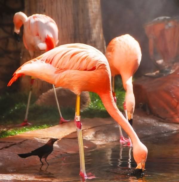 flamingo B