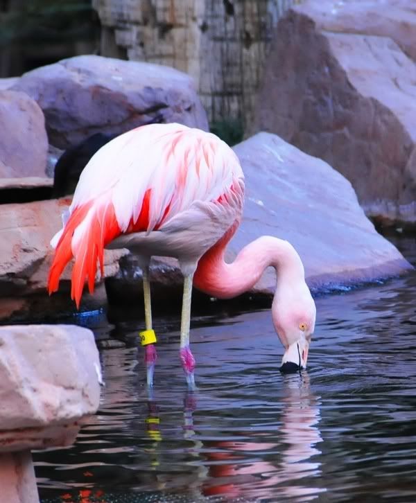 Flamingo C