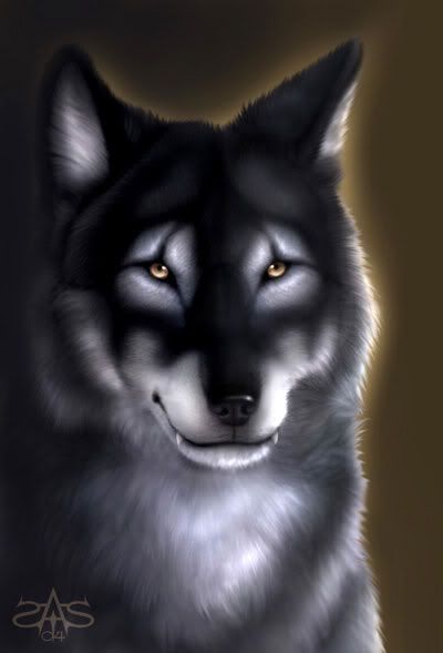 silver-and-black-wolf.jpg image by squeaker_baby