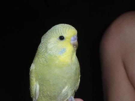 buddieboy.jpg