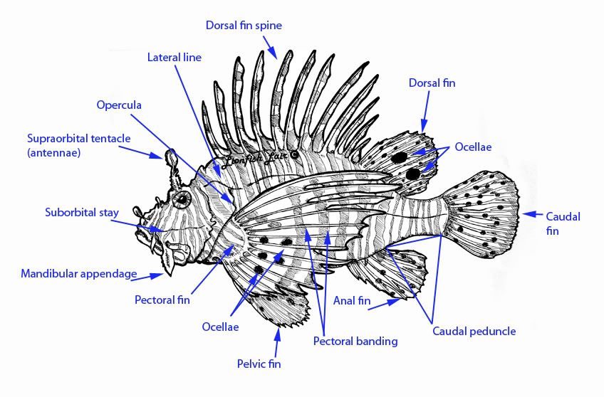 Lionfish on Pinterest | Vector Illustrations, Westward Expansion and