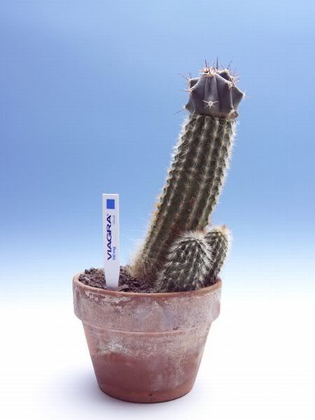 My neighbour's hobby (6 pics)