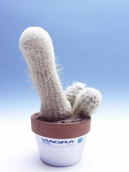 My neighbour's hobby (6 pics)