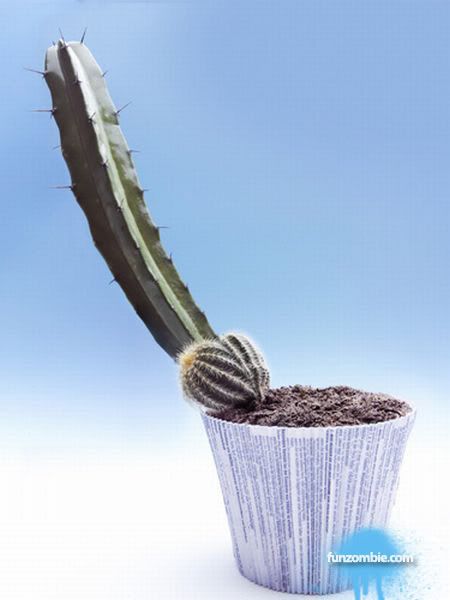 My neighbour's hobby (6 pics)