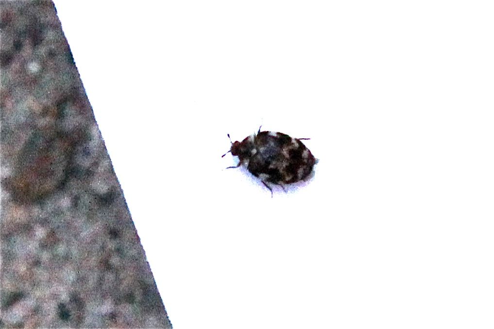  photo IMG_8265-1.jpg