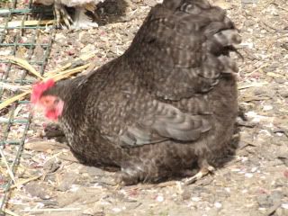chooks25-3-2012004.jpg