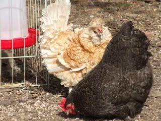 chooks25-3-2012005.jpg
