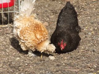 chooks25-3-2012007.jpg