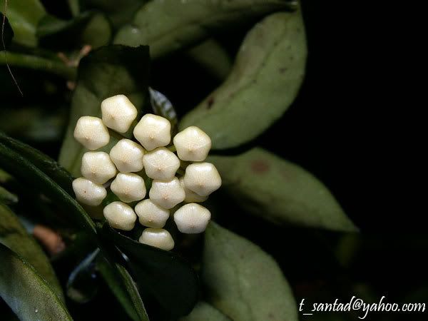 lacunosa