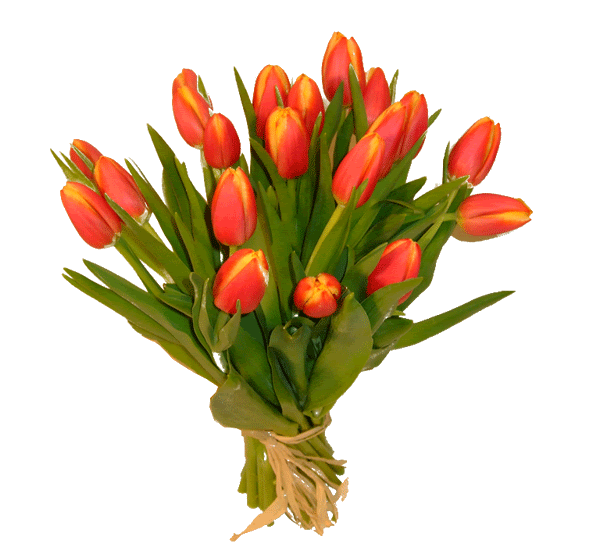 b-tulipan-rojo-allo-_1.gif gif by erickvanseeller | Photobucket