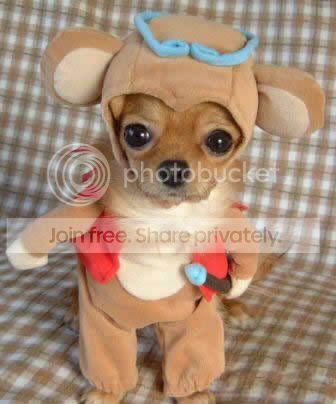 FunnyDogCostumes10.jpg