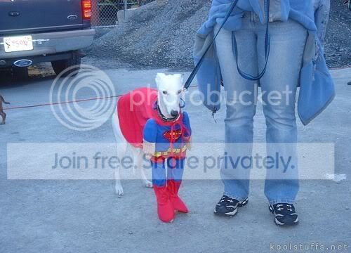 FunnyDogCostumes13.jpg