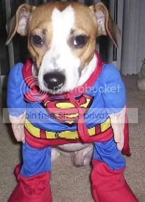 FunnyDogCostumes19.jpg