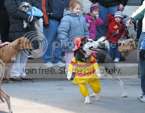 FunnyDogCostumes2.jpg