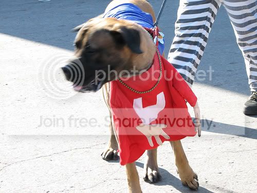 FunnyDogCostumes3.jpg