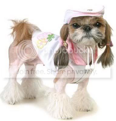 FunnyDogCostumes5.jpg