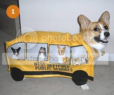 FunnyDogCostumes6.jpg