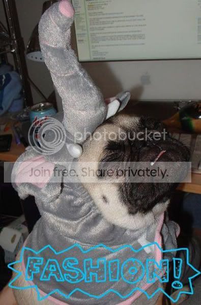 FunnyDogCostumes8.jpg
