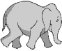 olifant aan het lopen