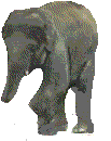 olifanten