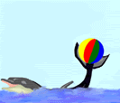 dolfijn met bal